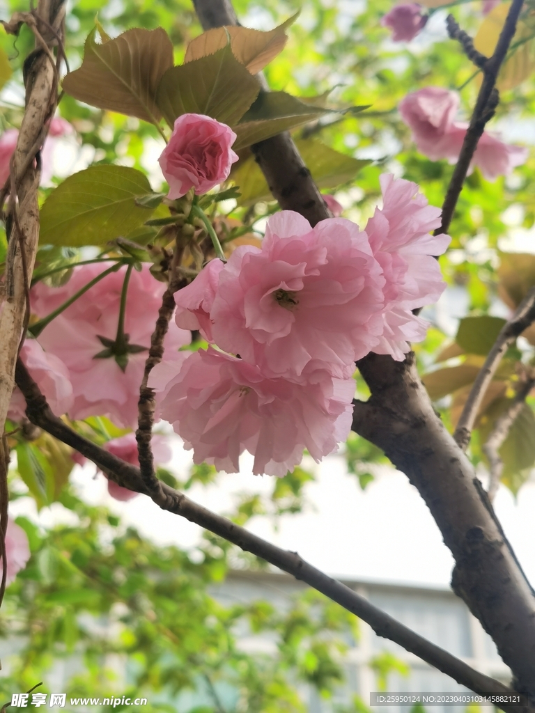 樱花