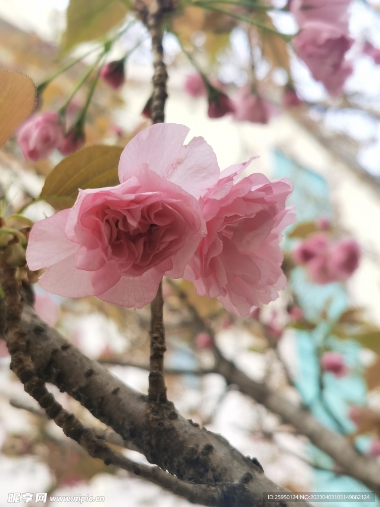 樱花