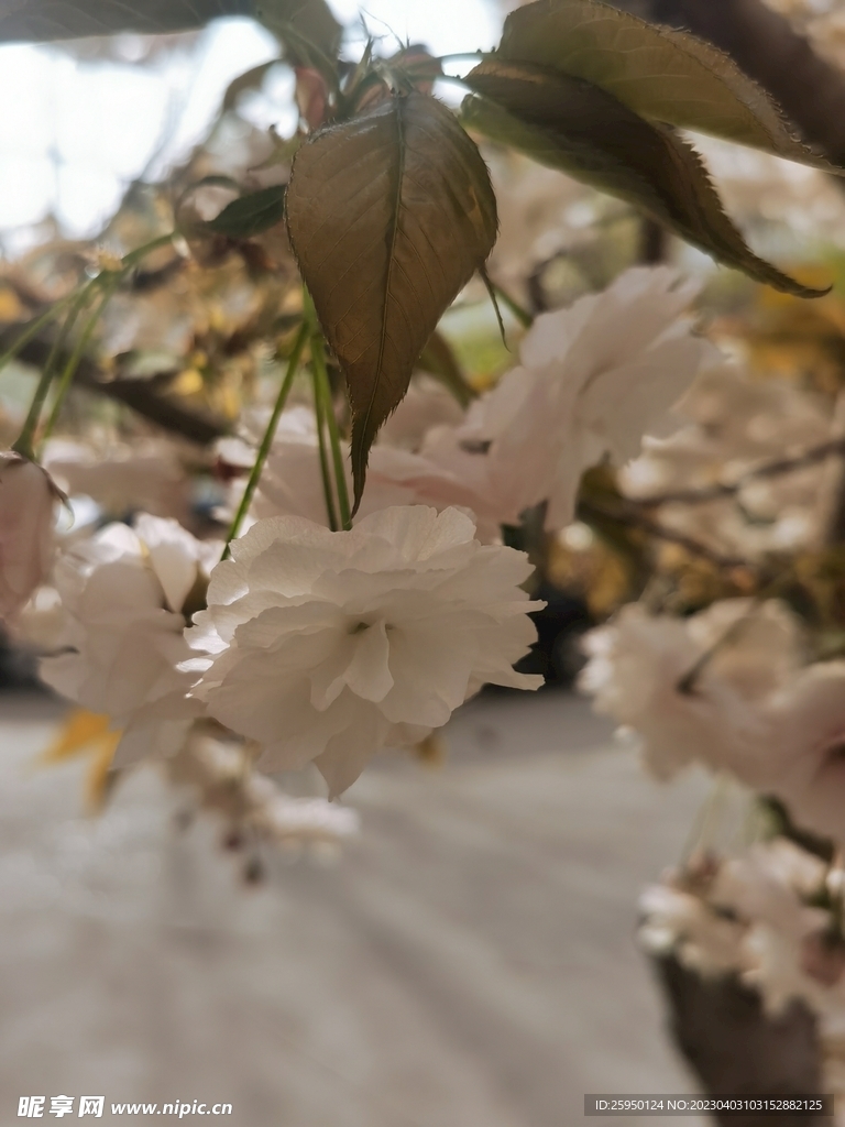 樱花