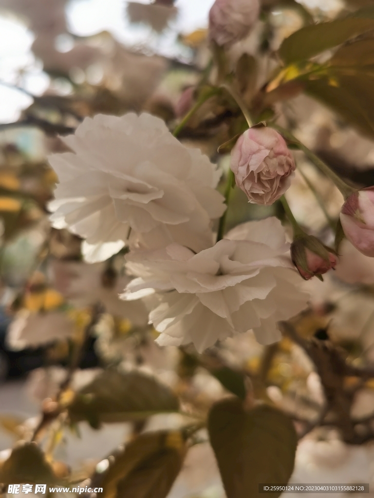 樱花