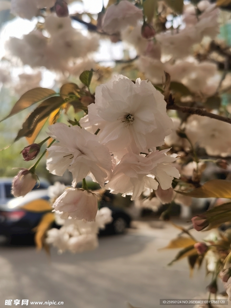 樱花