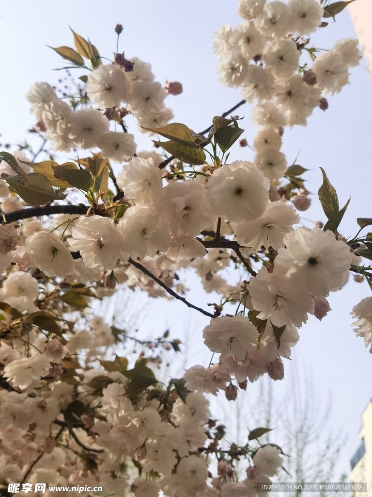 樱花