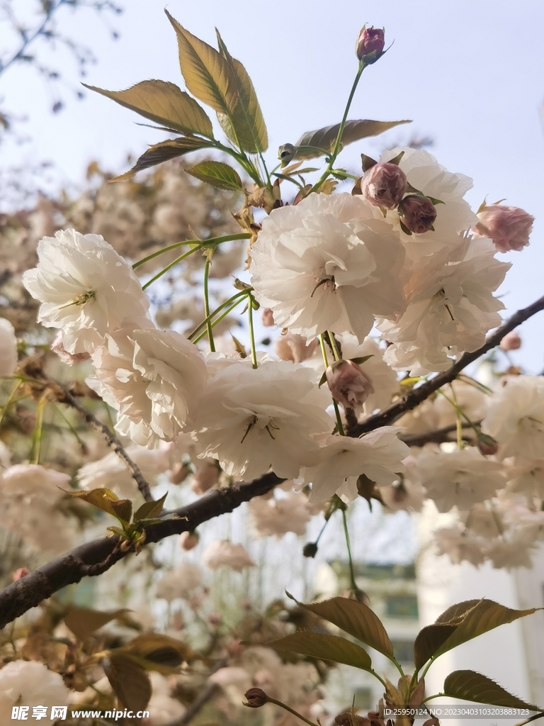 樱花