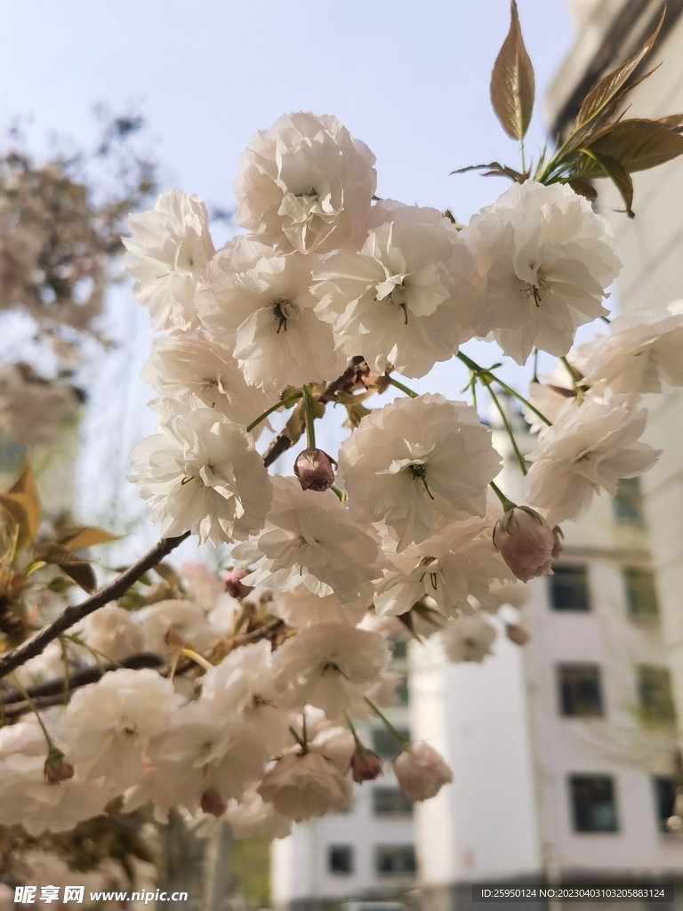 樱花