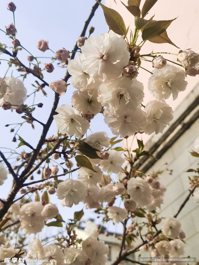 樱花