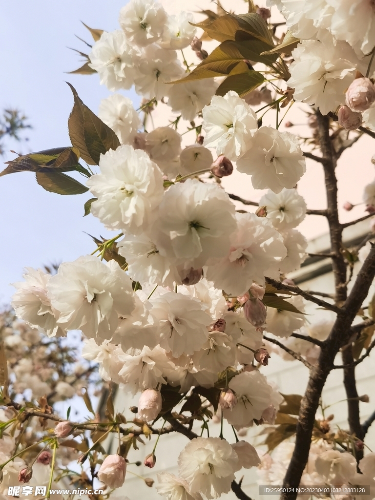 樱花