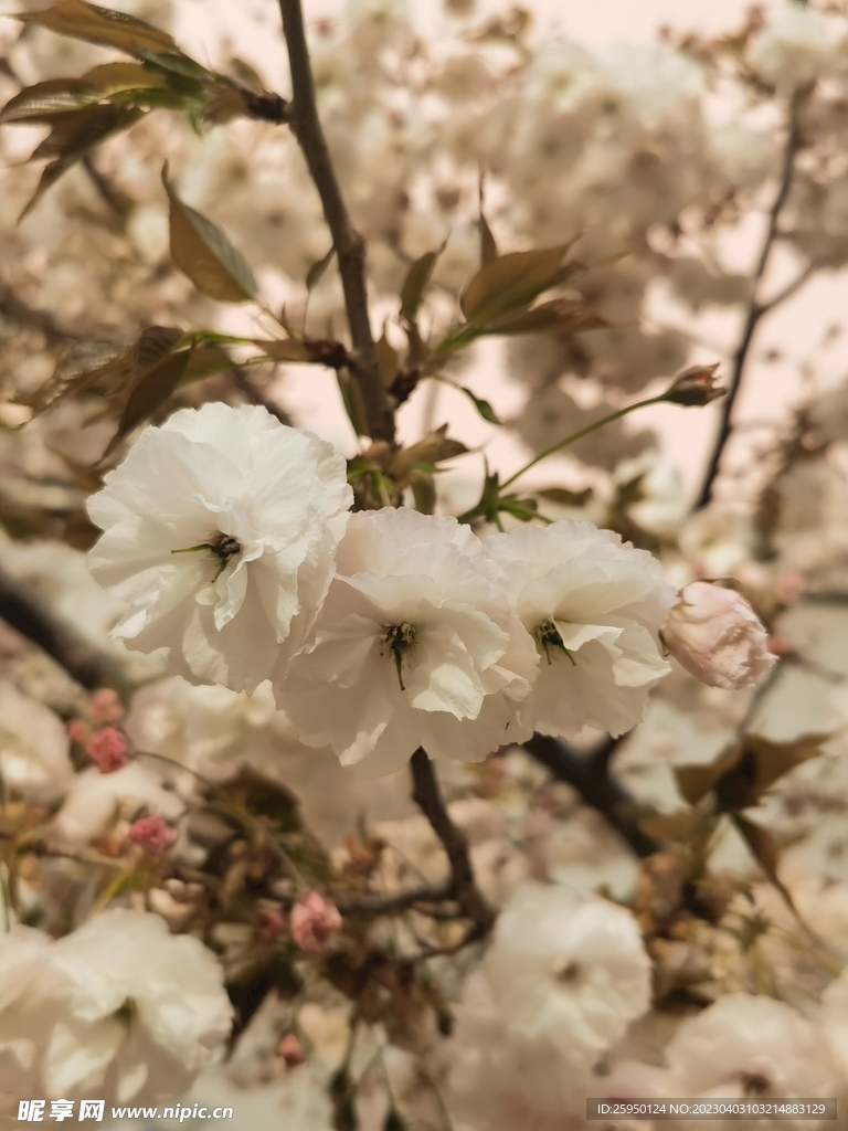 樱花