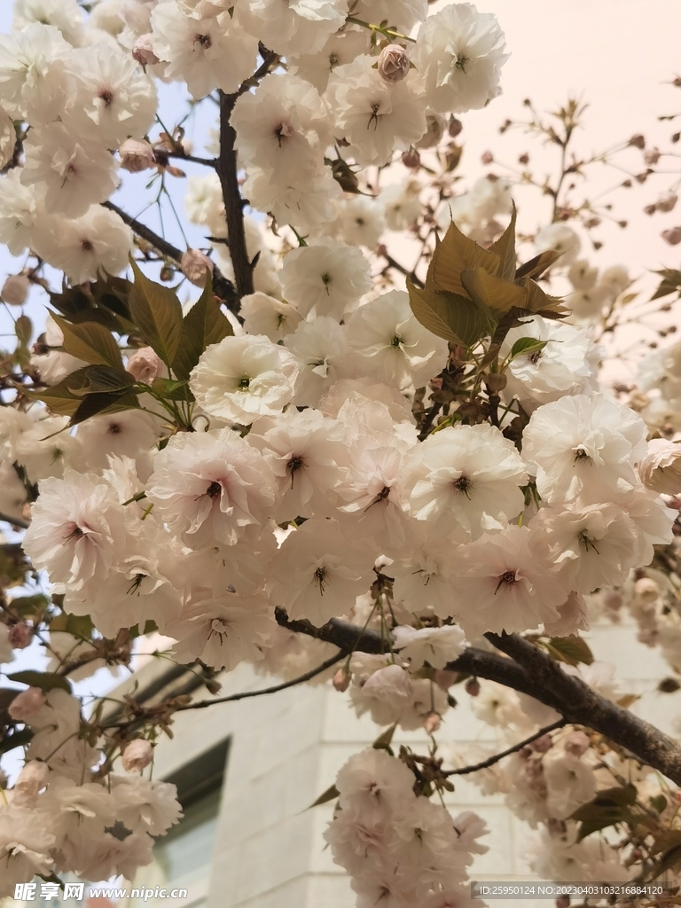 樱花