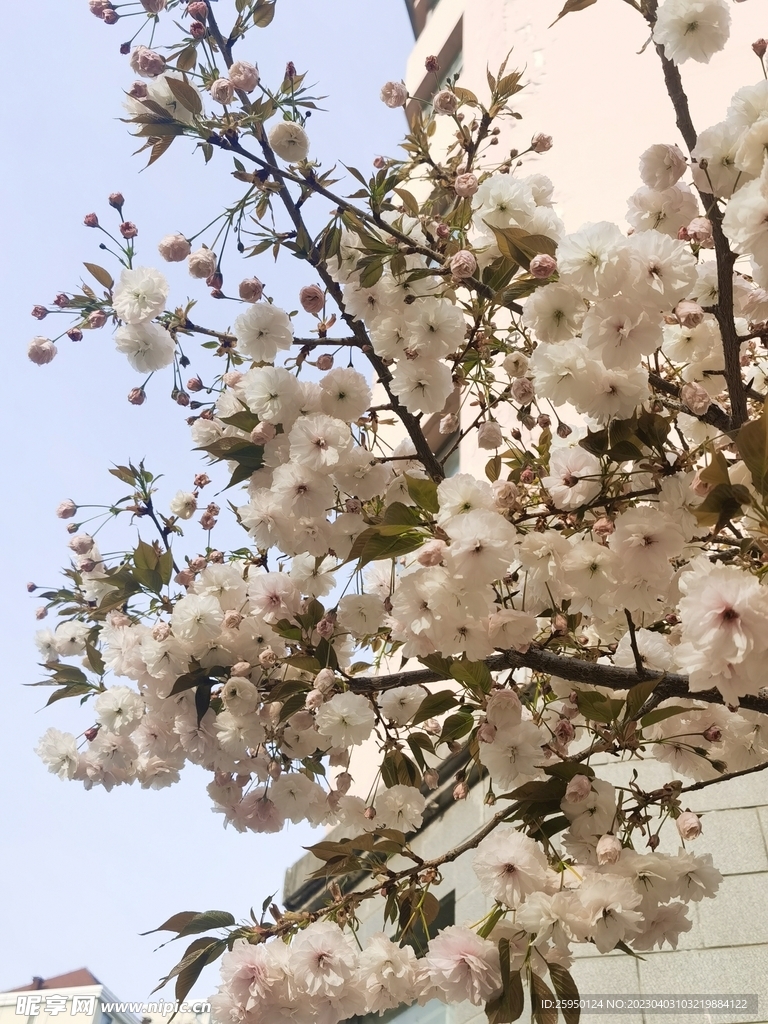 樱花