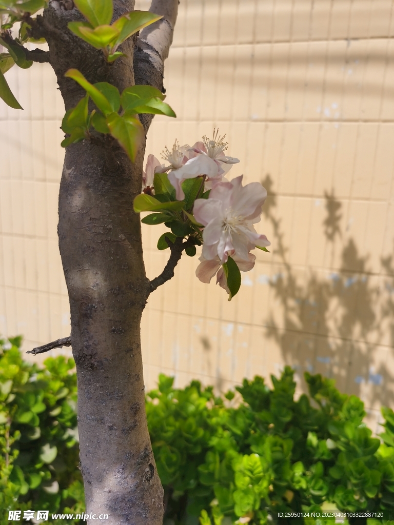  海棠花