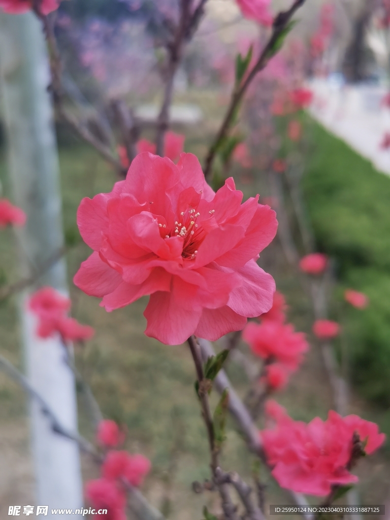 红叶碧桃