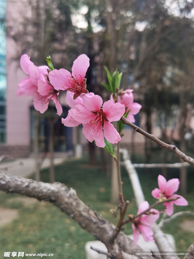 桃花