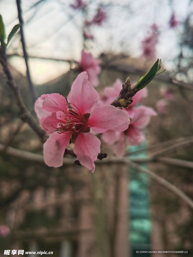 桃花树 桃花林 初春 桃花园 