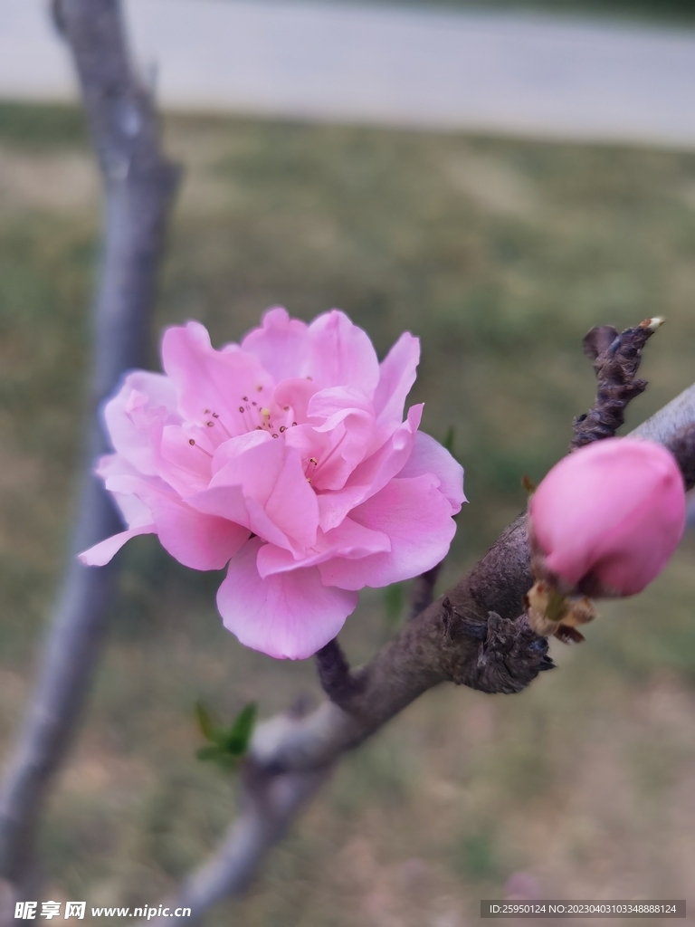 红叶碧桃