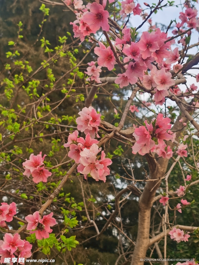 桃花