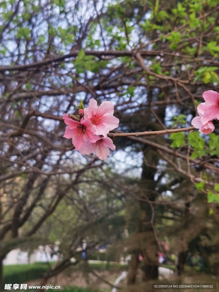 桃花