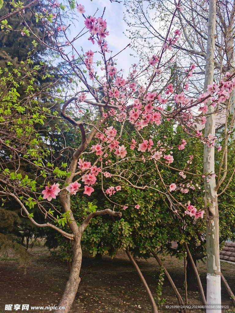 桃花
