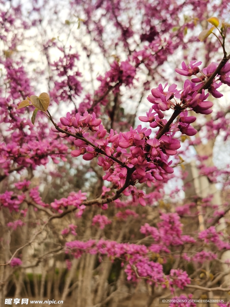 紫荆