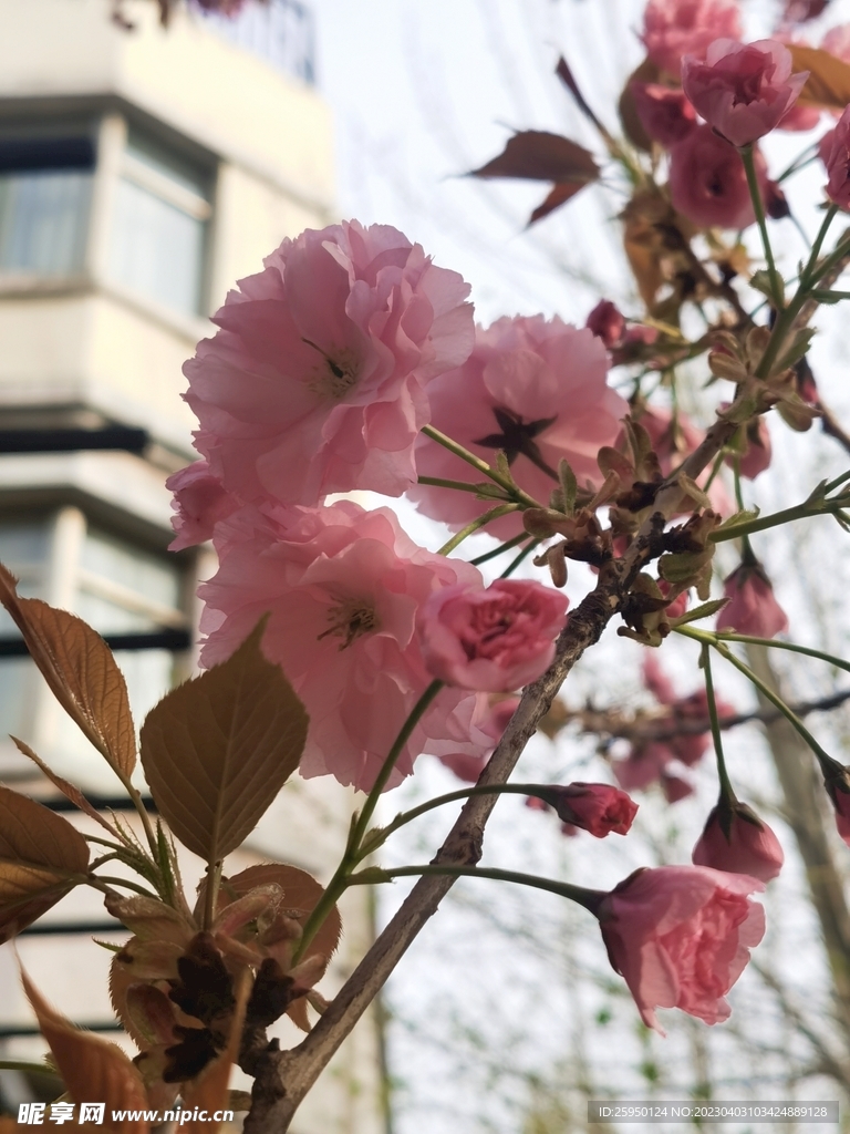 樱花