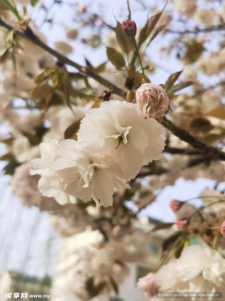樱花