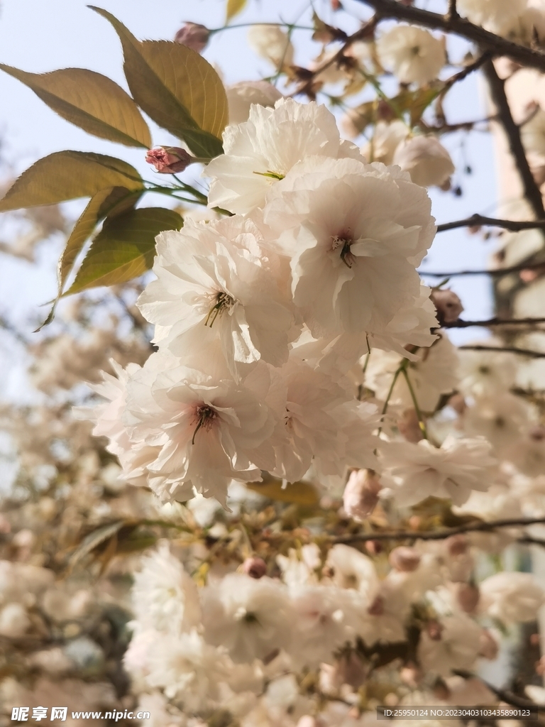 樱花