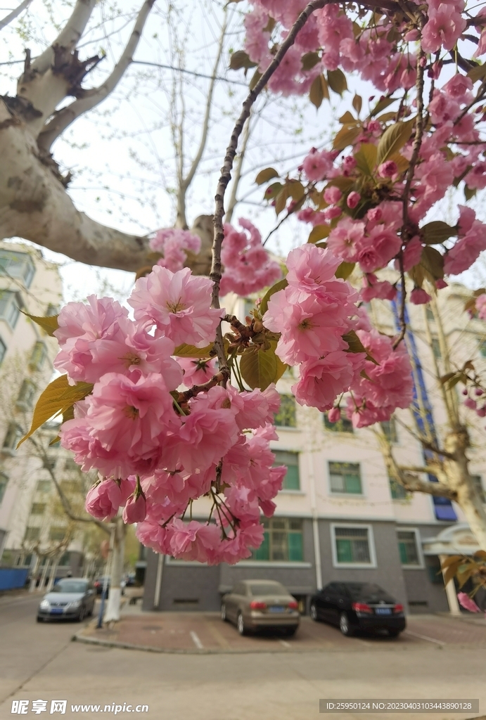 樱花