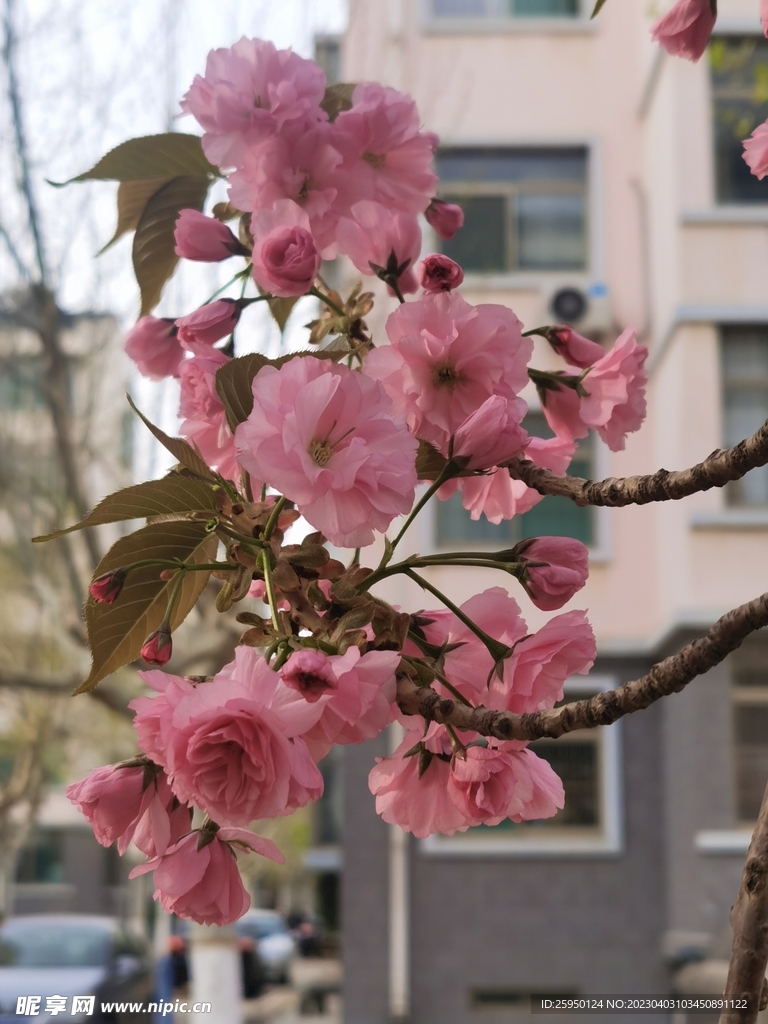 樱花树