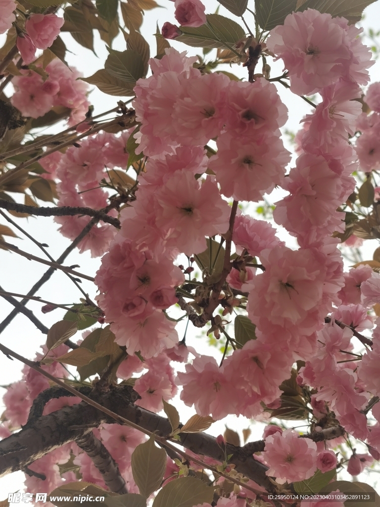 樱花树