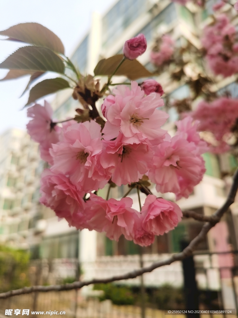 樱花树
