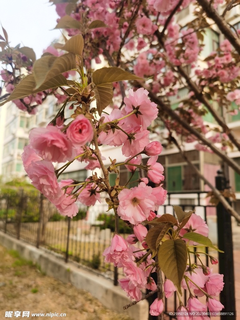 樱花树