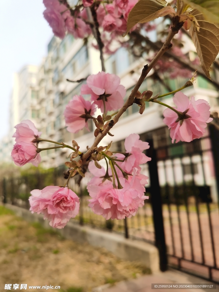 樱花树