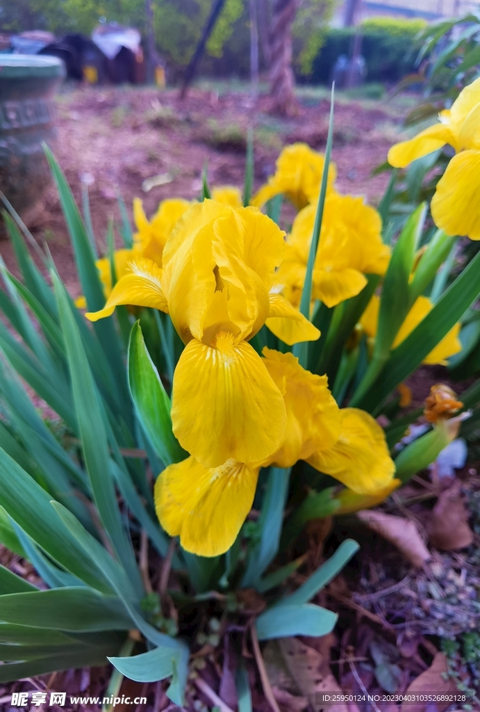 鸢尾花