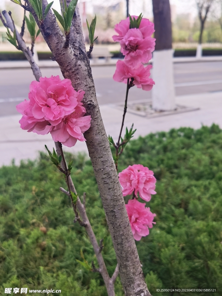 红叶碧桃