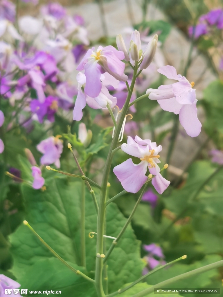 诸葛菜