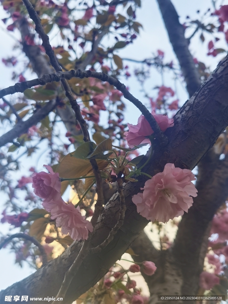 樱花树