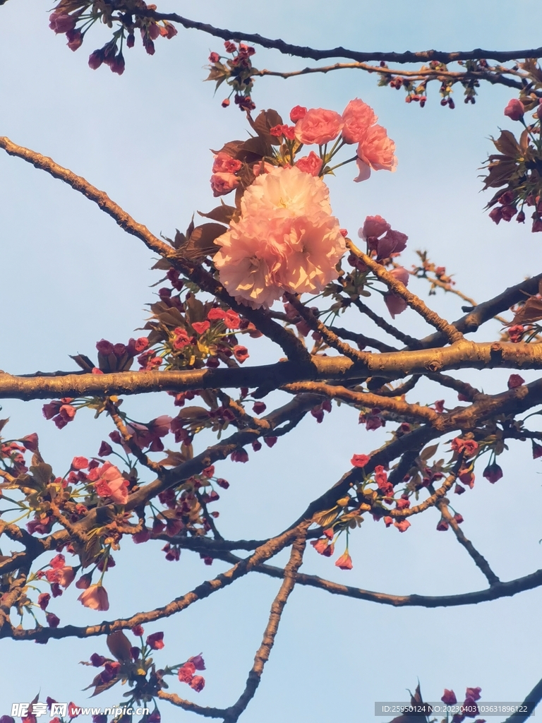 樱花树