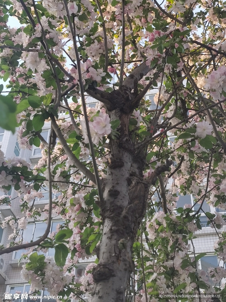  海棠花