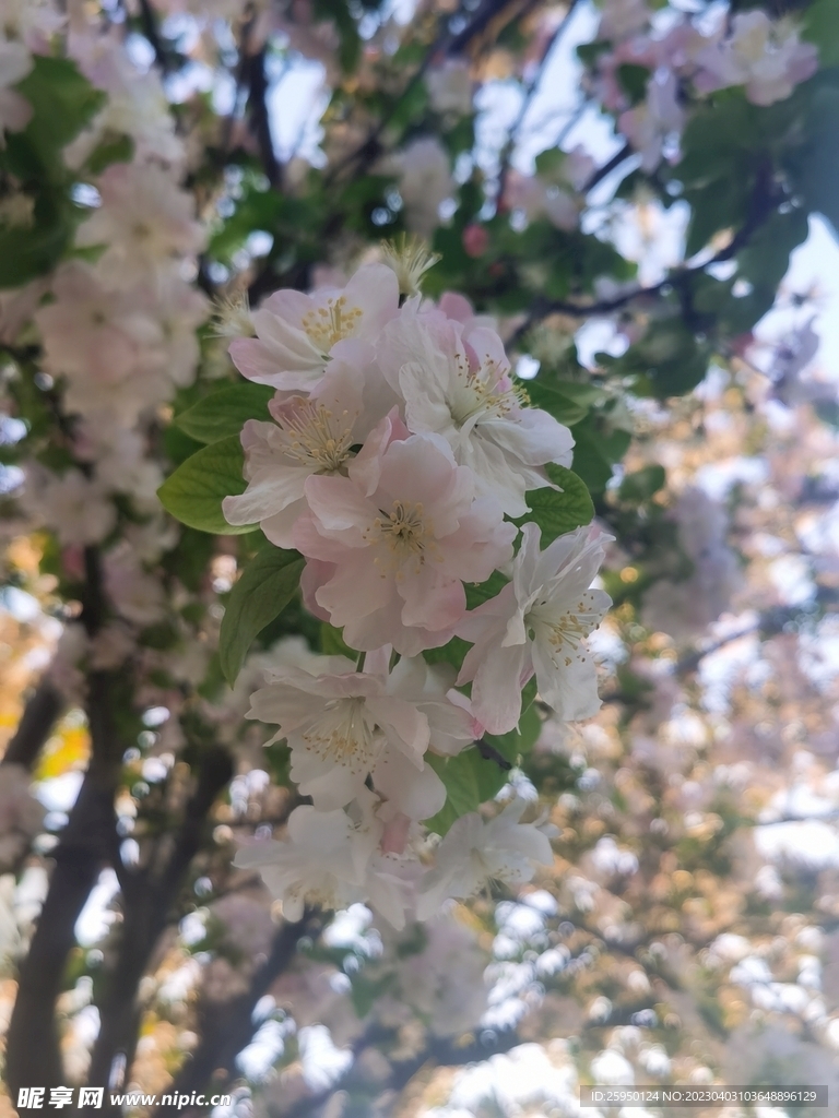  海棠花