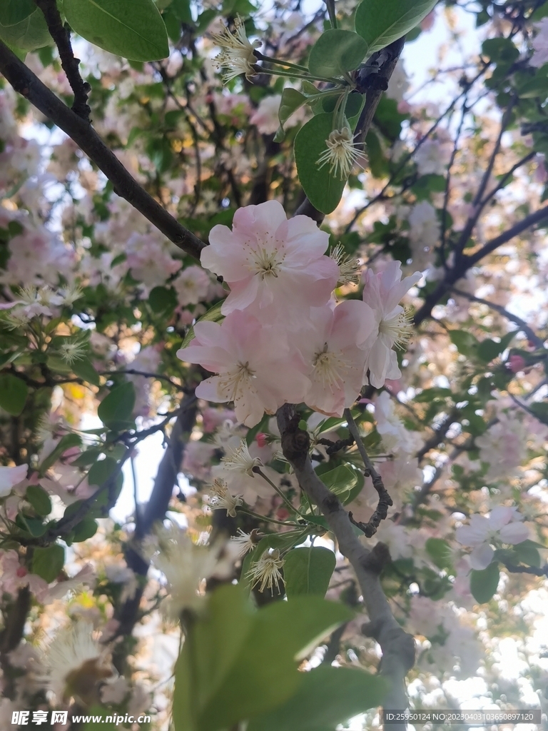  海棠花