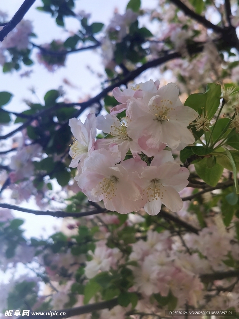  海棠花