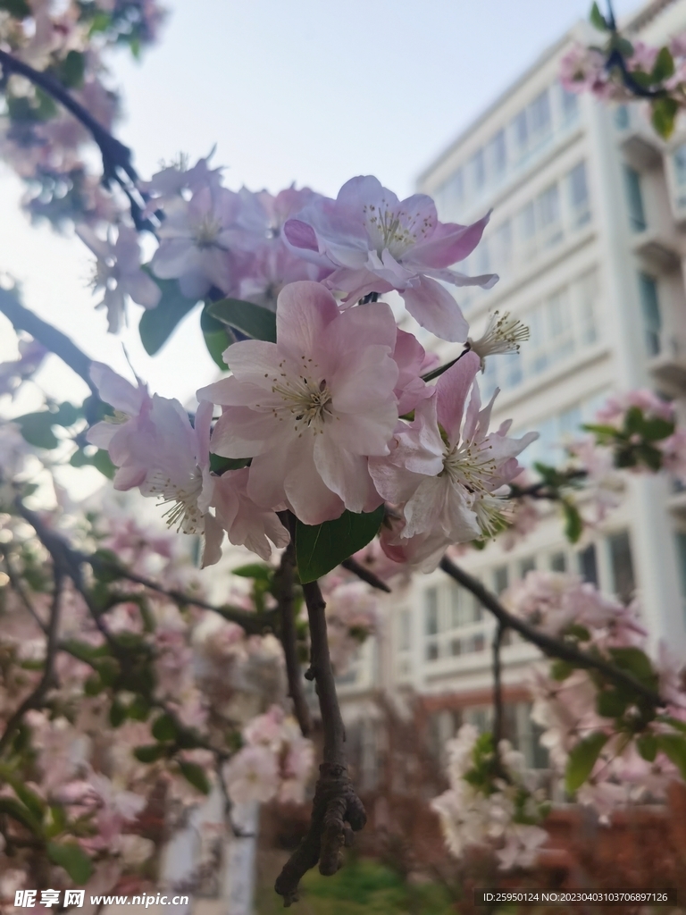  海棠花