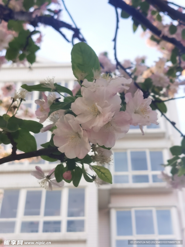  海棠花