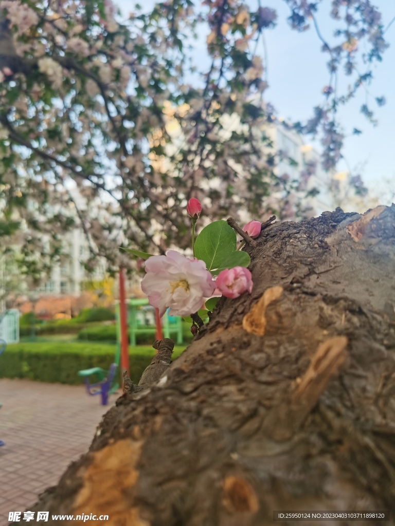  海棠花