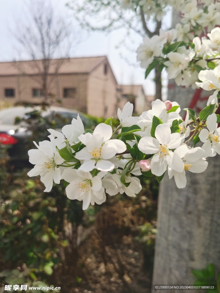  海棠花