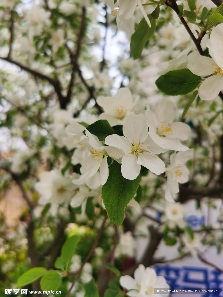  海棠花