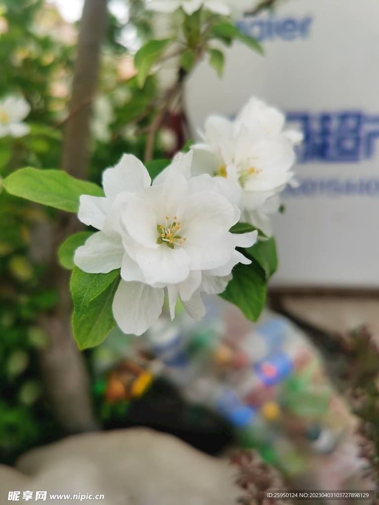  海棠花