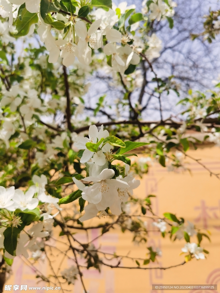  海棠花
