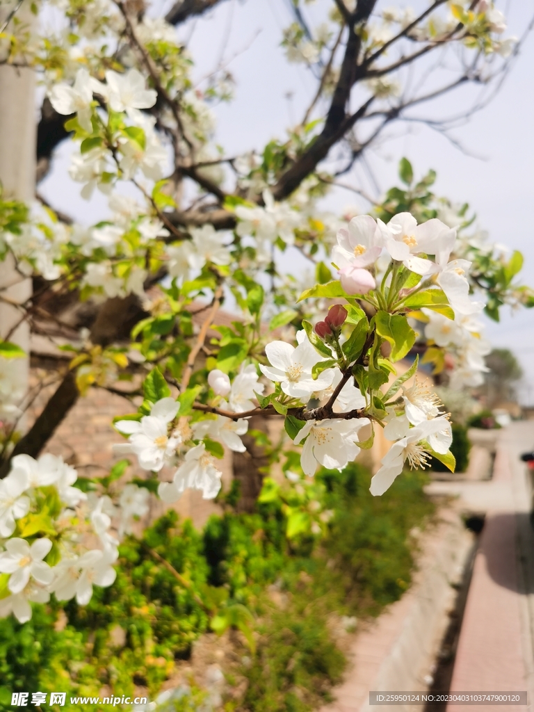  海棠花
