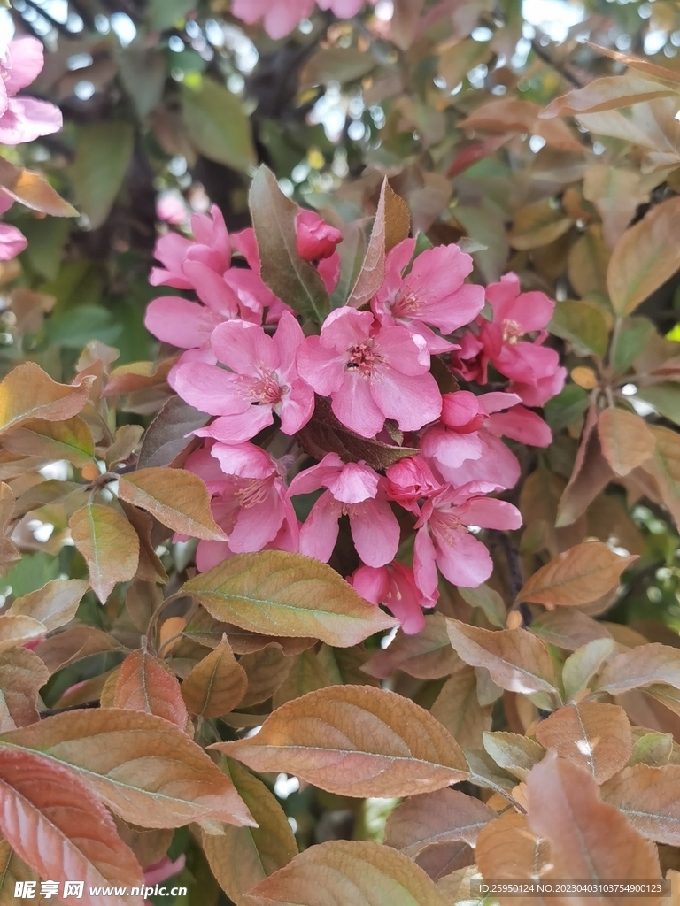  海棠花