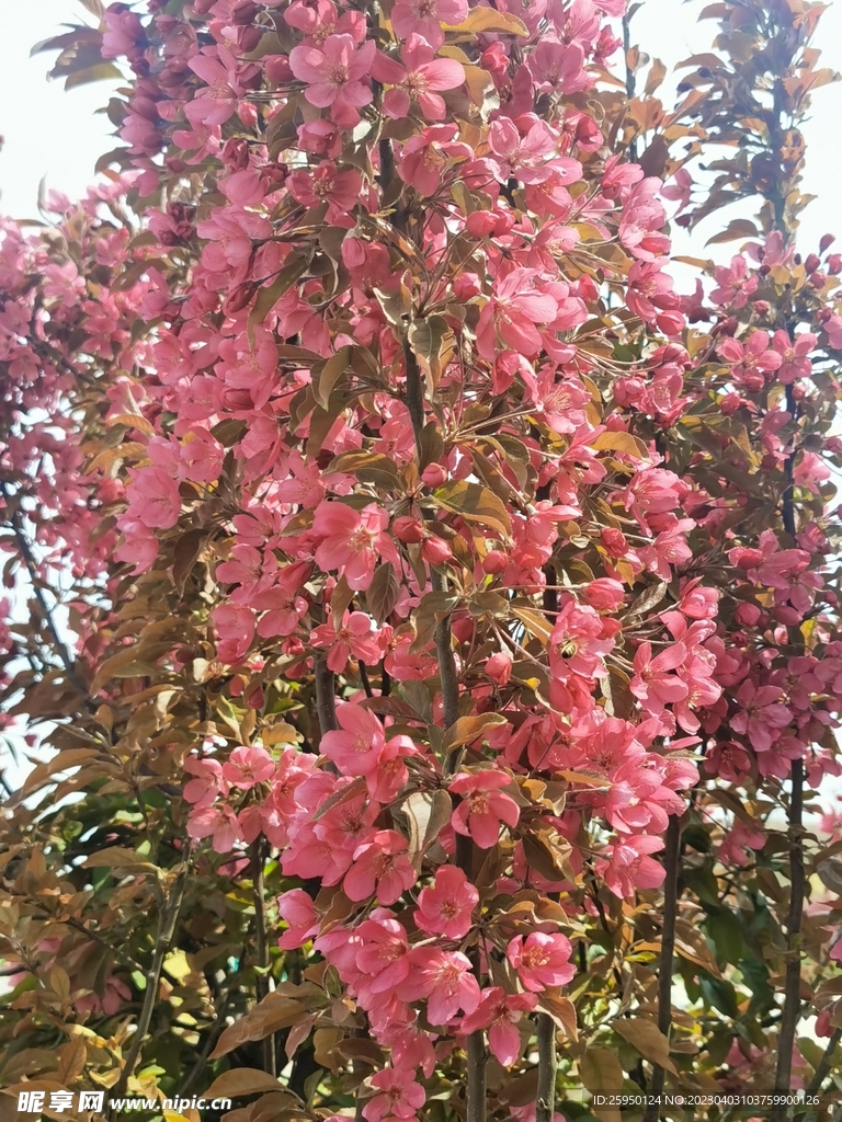  海棠花
